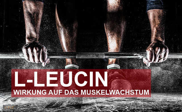 L-Leucin – Wirkung auf das Muskelwachstum