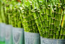 Welche Nährstoffe braucht Bambus?