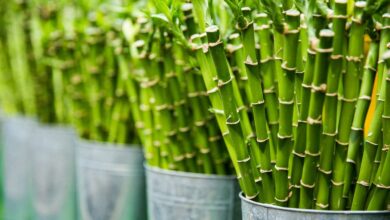 Welche Nährstoffe braucht Bambus?