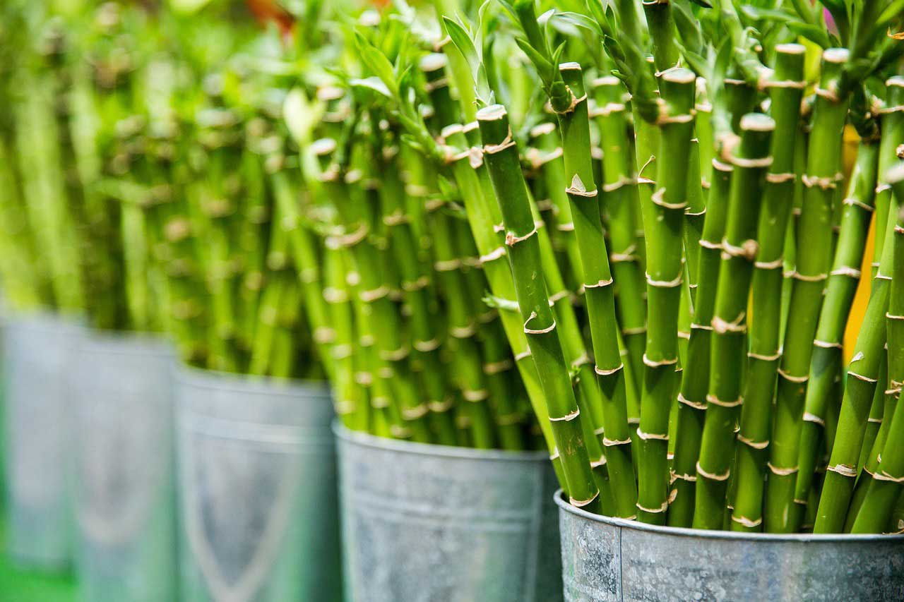Bambus als Nährstoff in Bezug auf Ernährung und Medizin