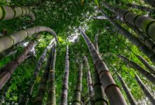Welche Wirkung hat Bambustee?