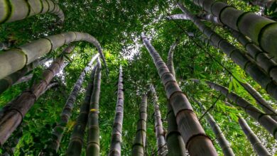 Welche Wirkung hat Bambustee?