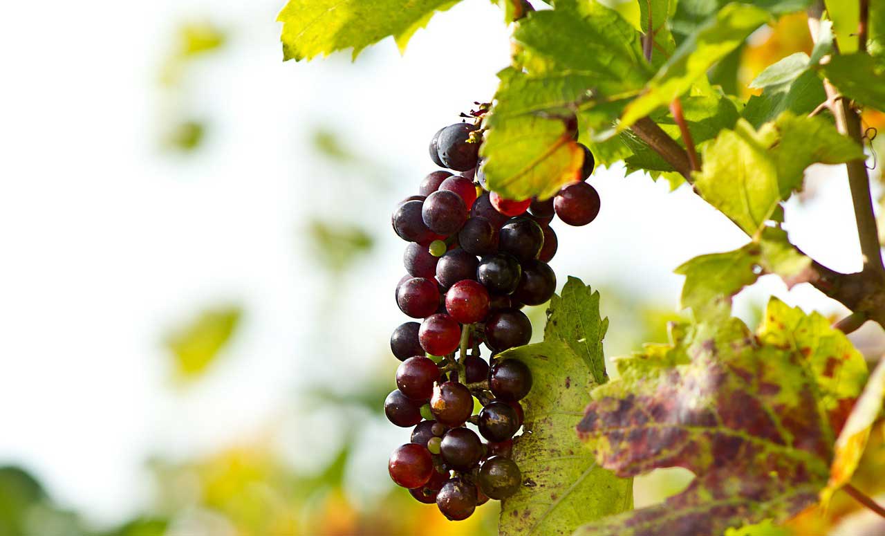 OPC Kapsel – Antioxidant aus Traubenkernextrakt