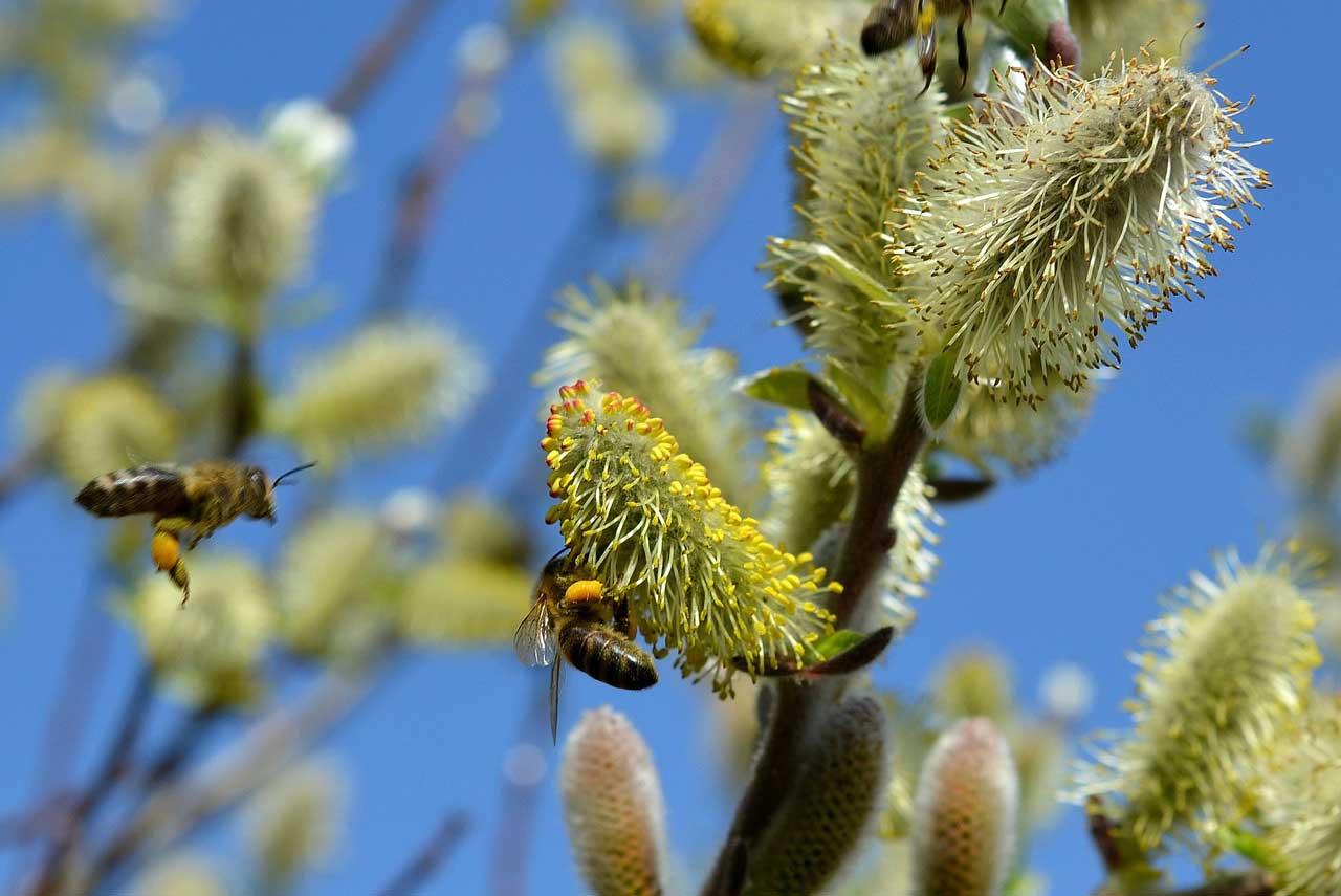 Allergie Symptome bei Pollenflug