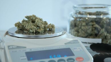 Cannabis-Legalisierung in Planung: Risiken und Potenziale des Cannabis-Konsums für die Gesundheit